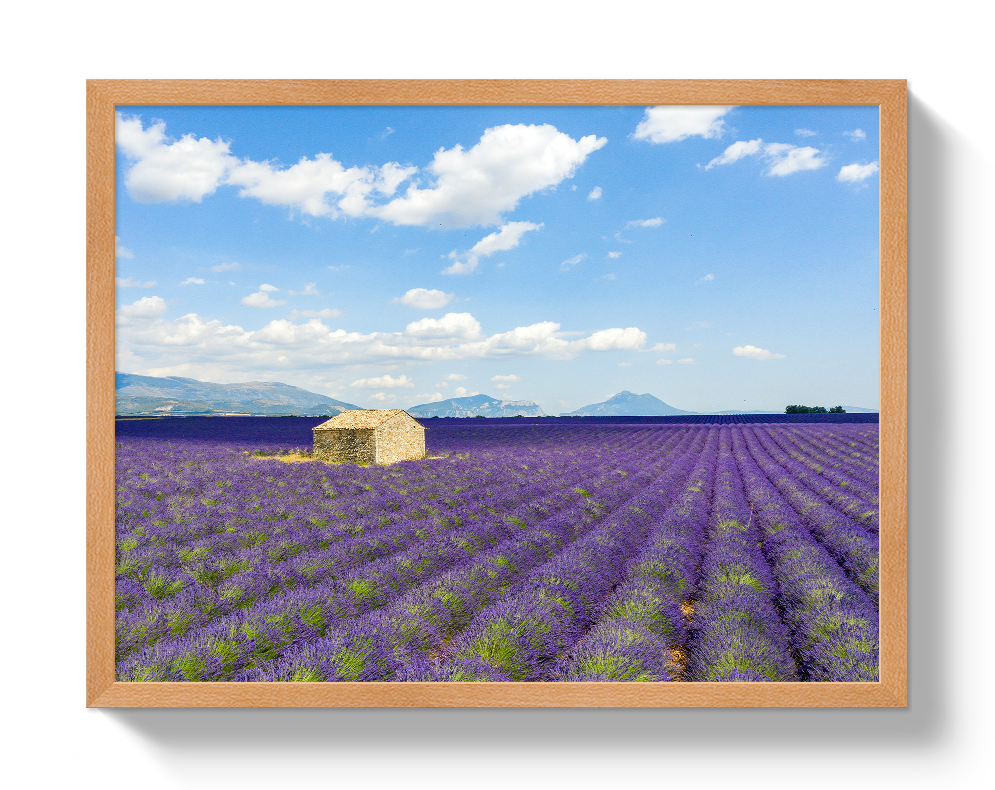 Lavender Fields