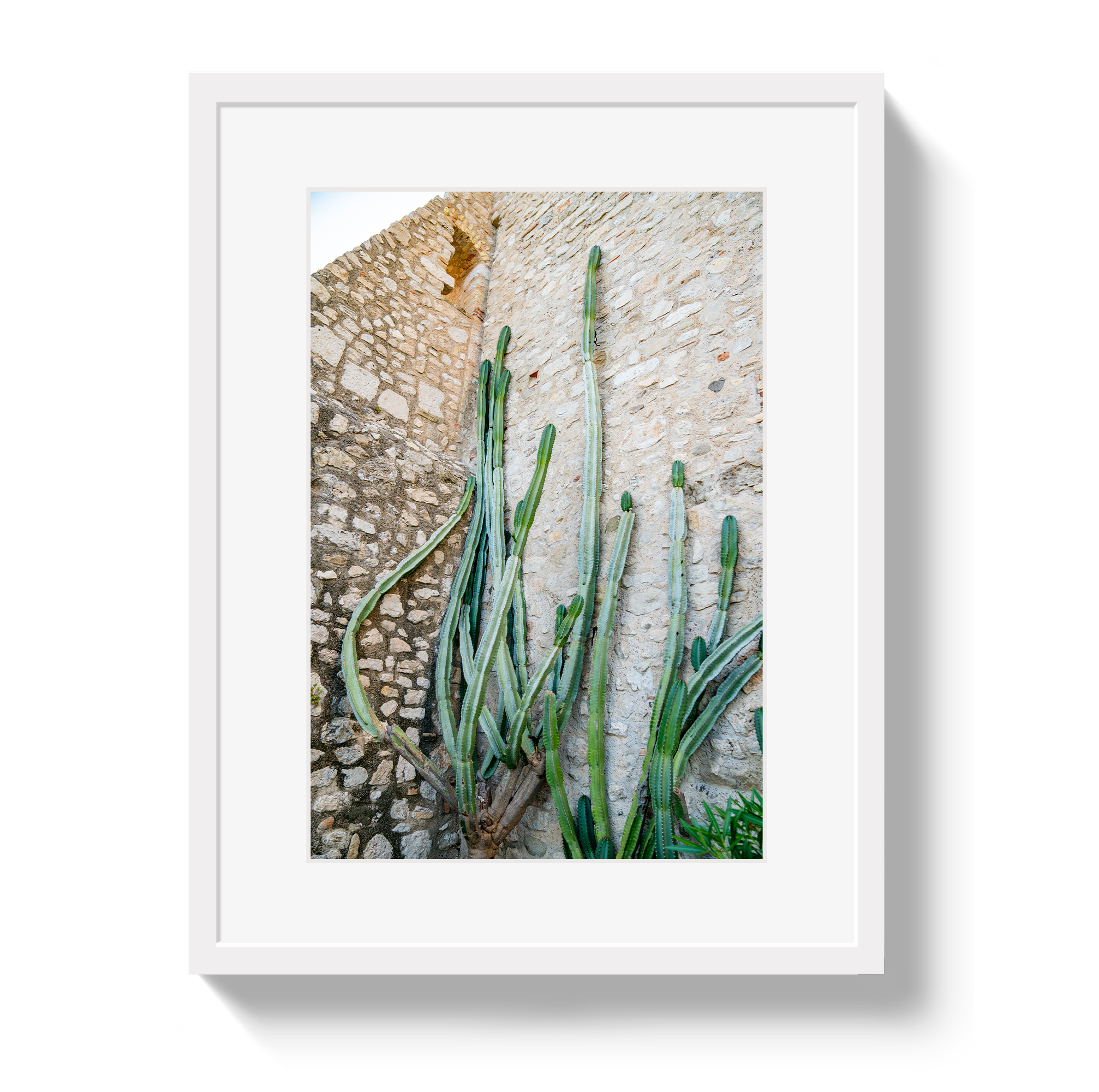 Cactus Capri