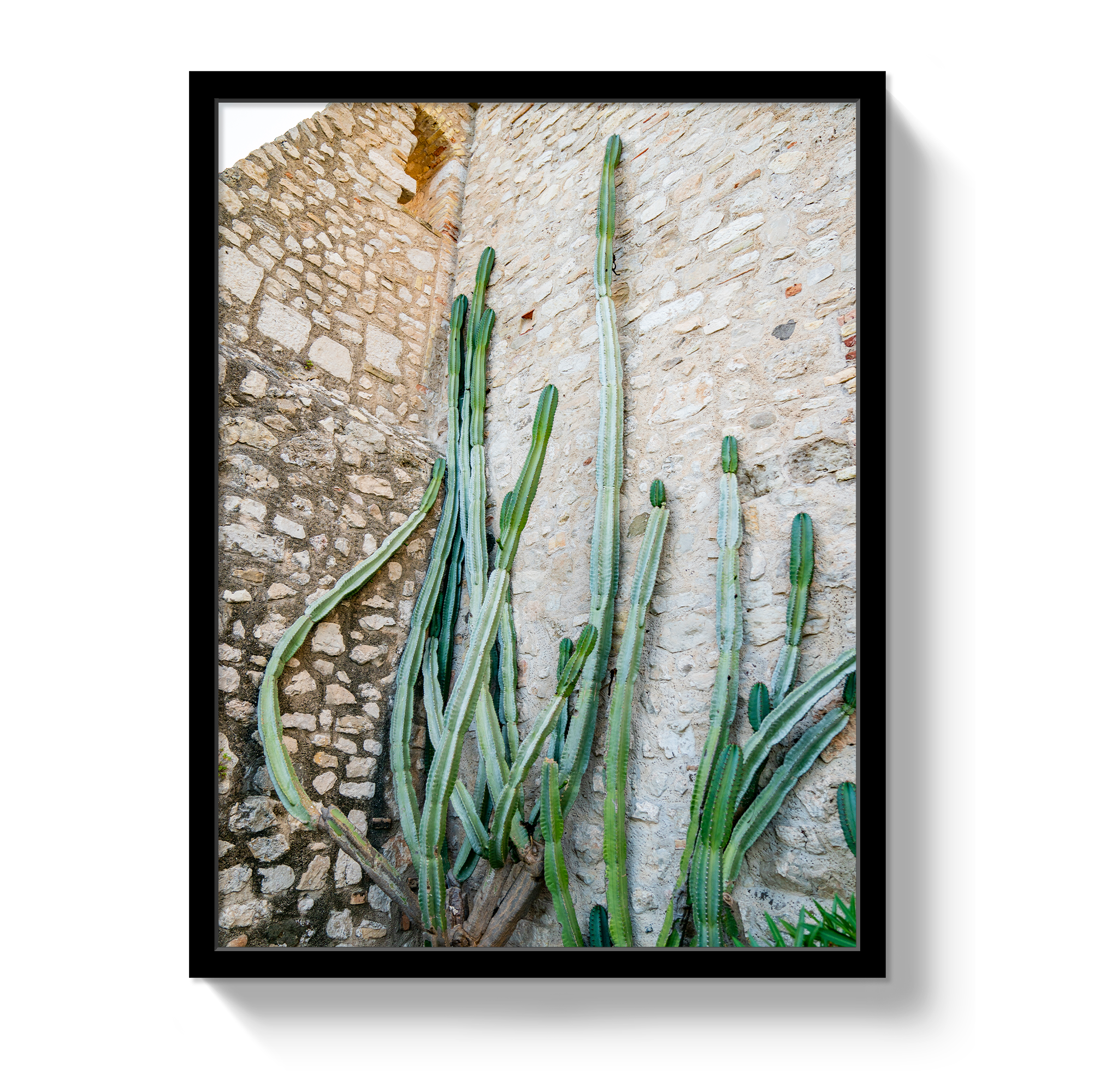 Cactus Capri