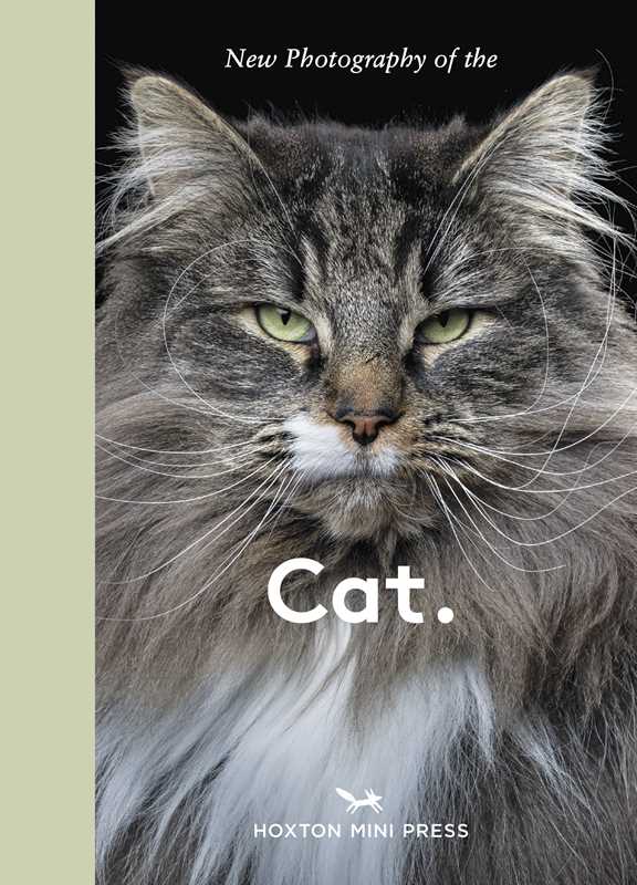 New Photography of the Cat