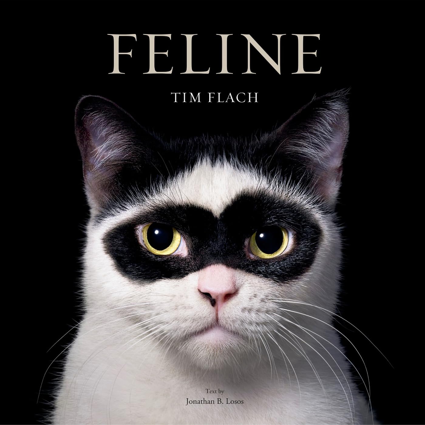 Feline Photographs