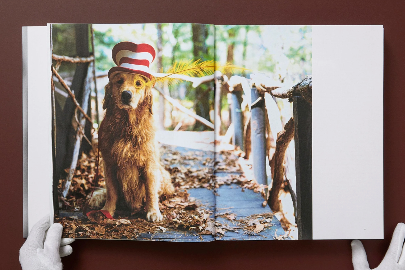 Bruce Weber The Golden Retriever Photographic Society