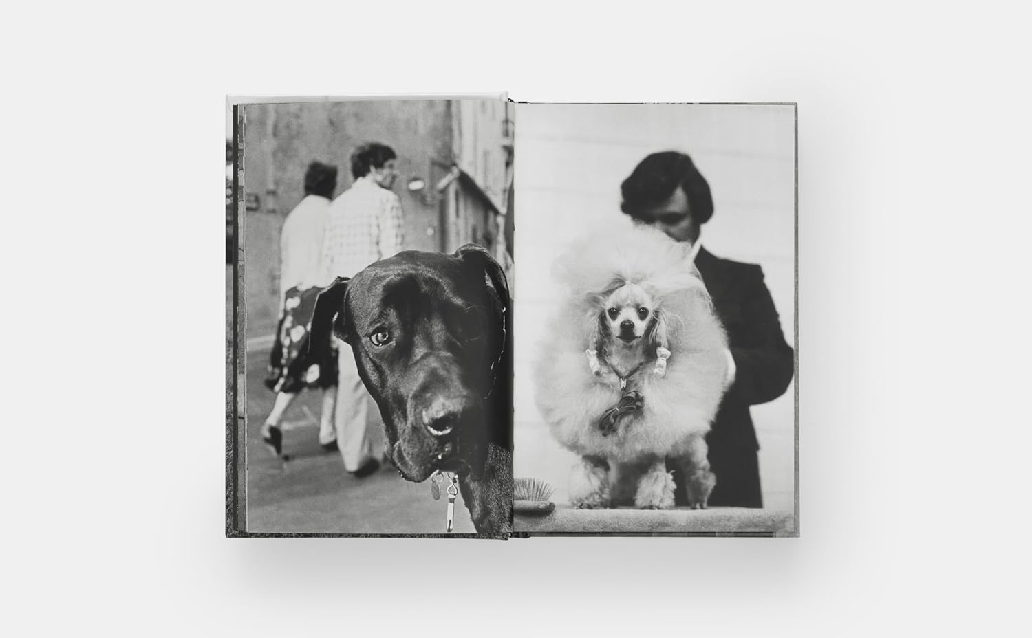DogDogs