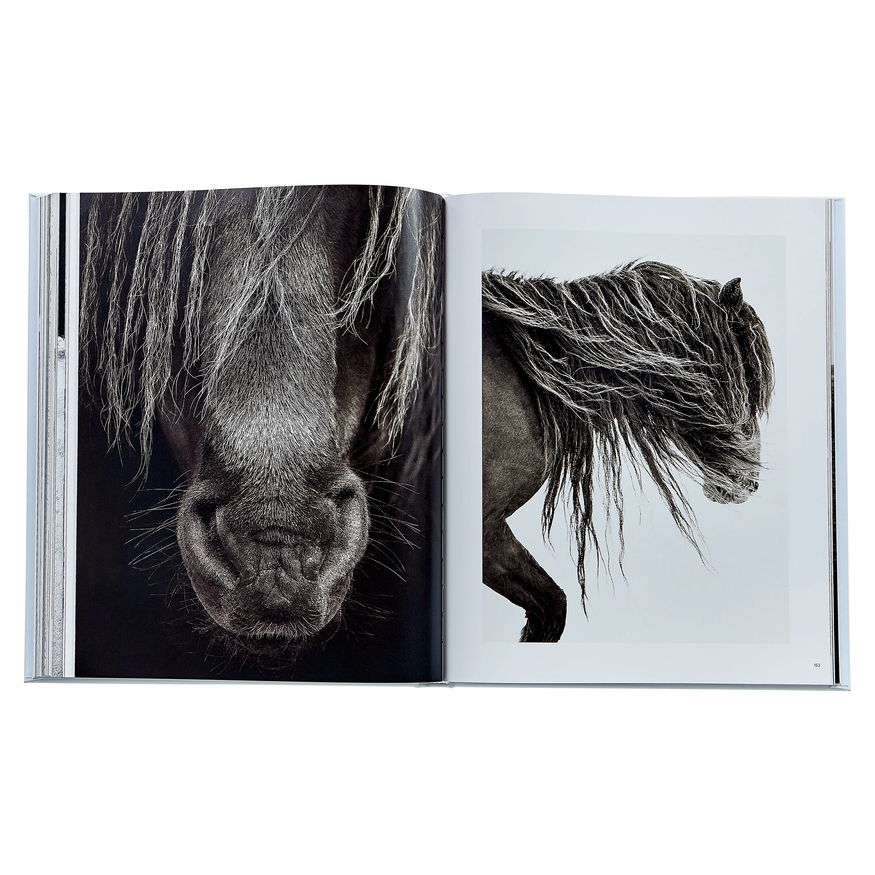 Untamed Spirits: Horses From Around the World