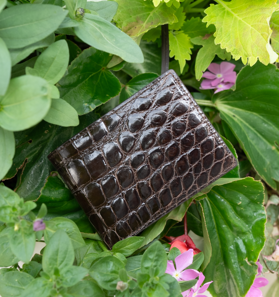 Alligator Bifold in Glossed Chocolate