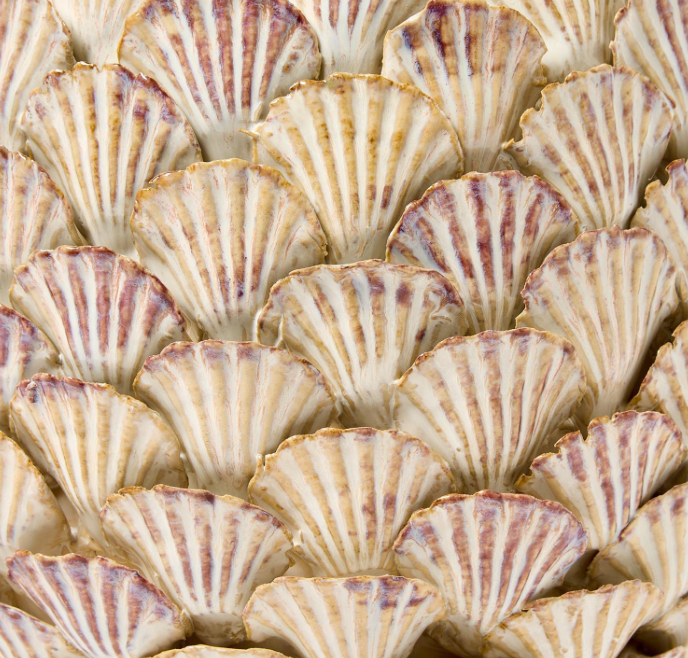 Shell Planter