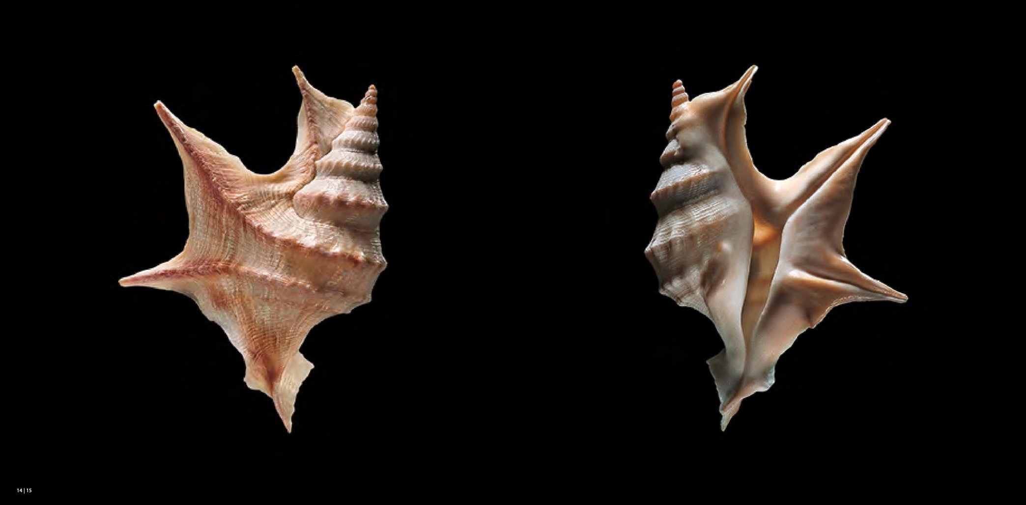 Shells