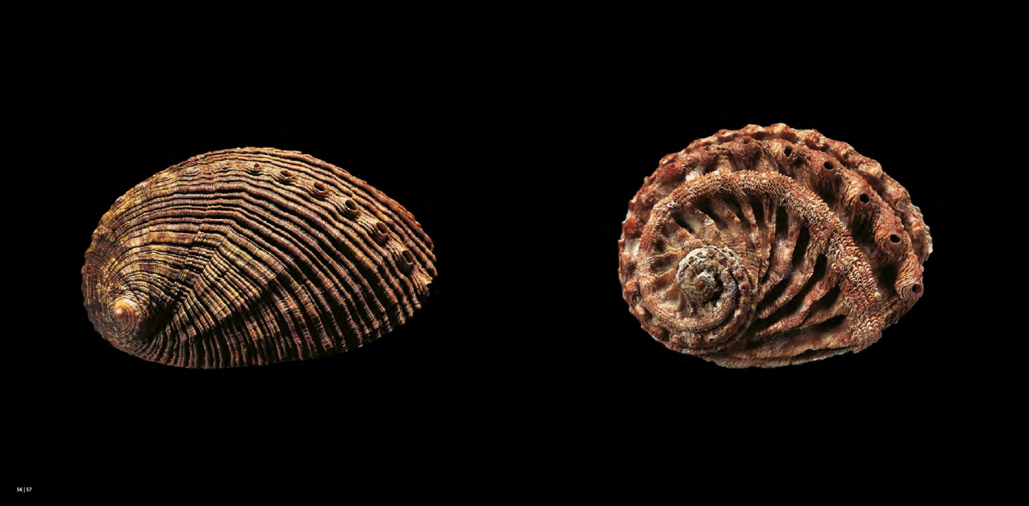 Shells