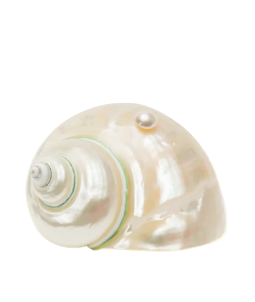 Pearl shell on a white background