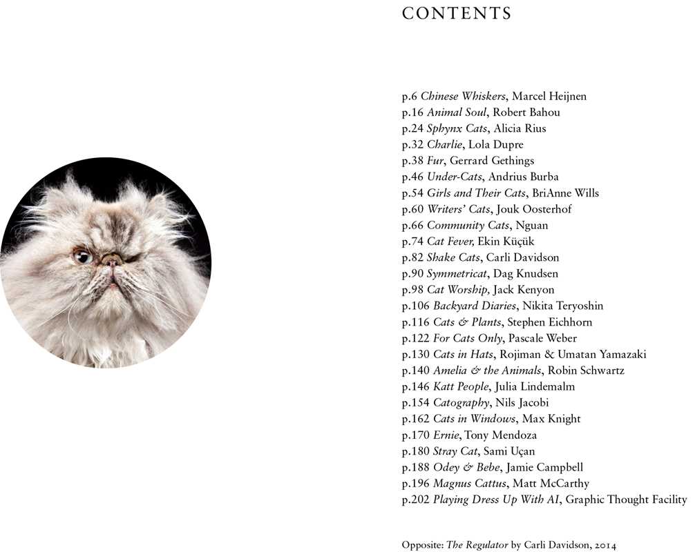 New Photography of the Cat