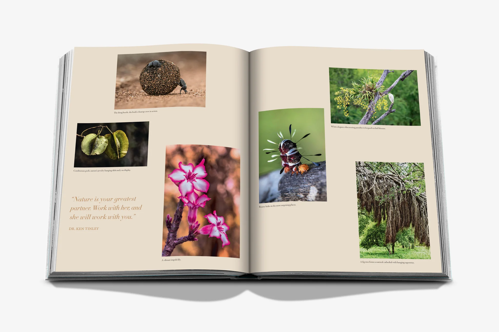 Londolozi: The Safari That Changed Everything