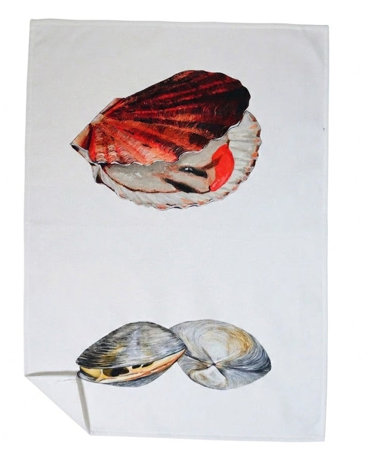 Two seashells on a white background