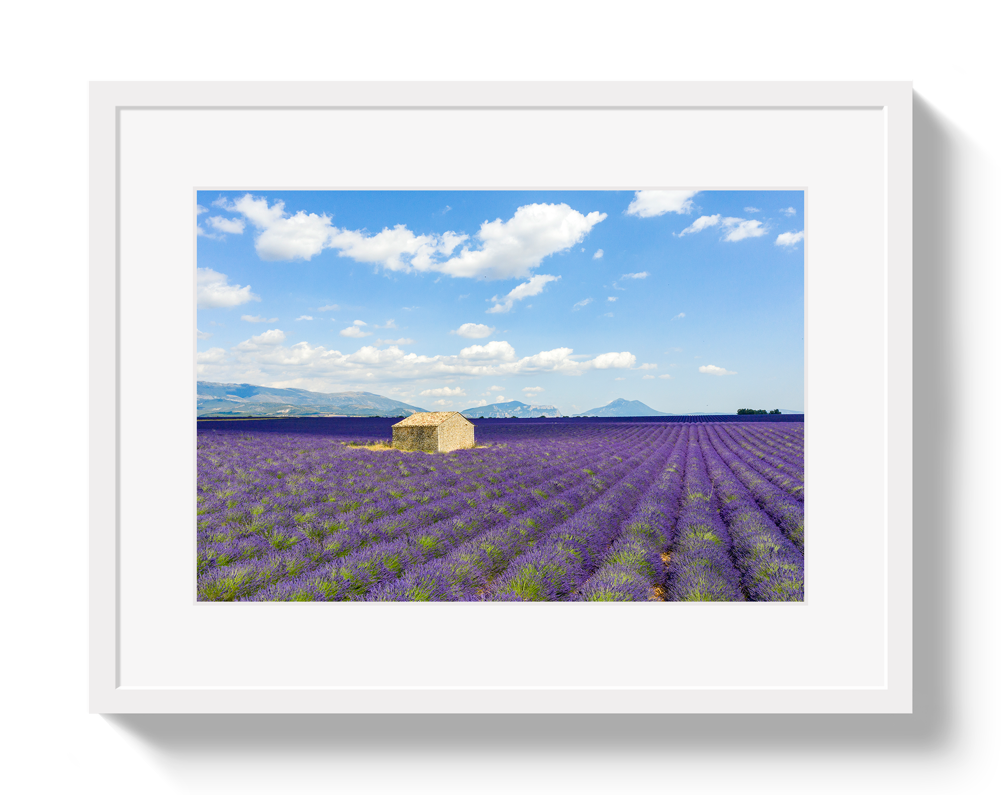 Lavender Fields