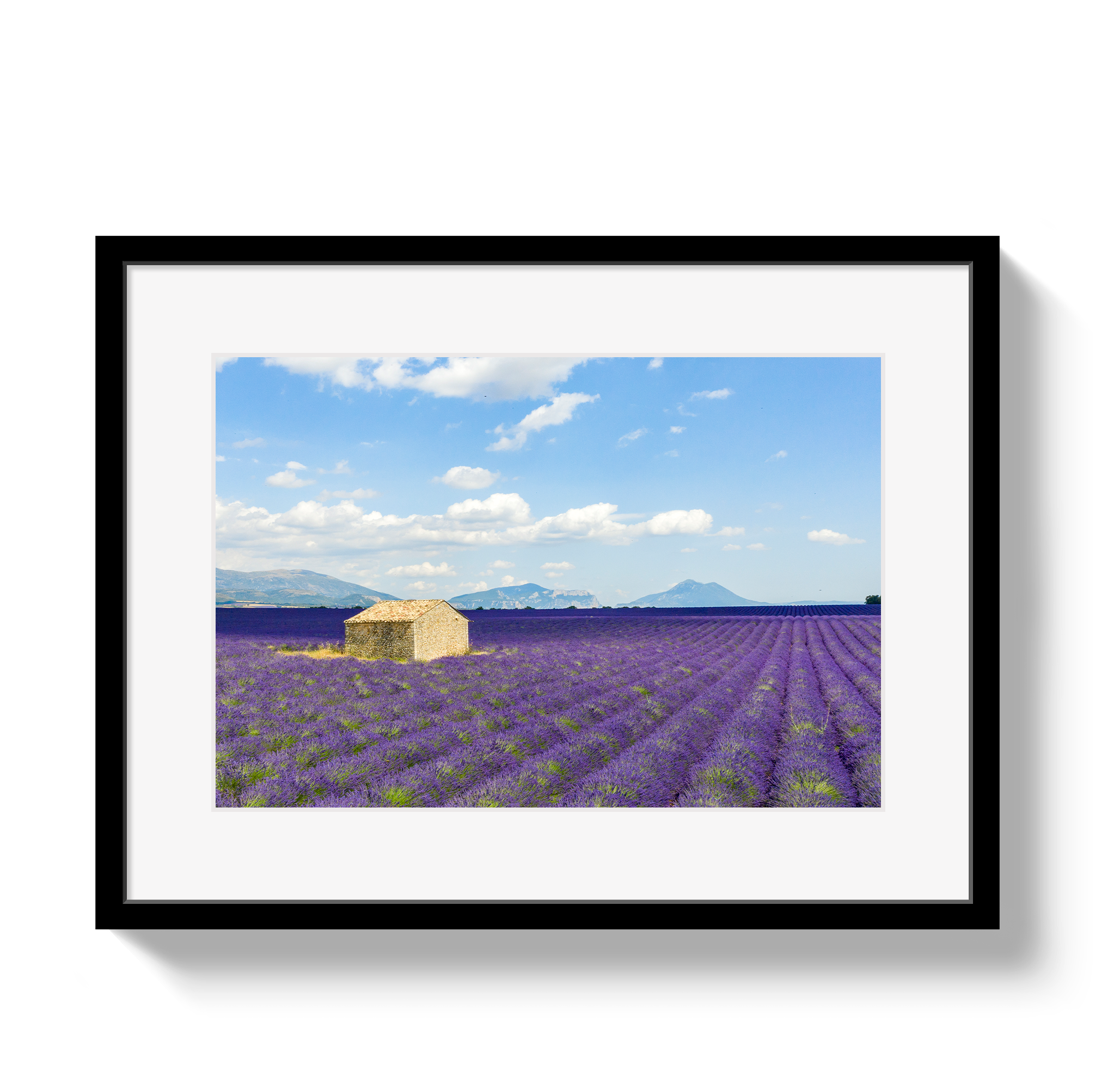 Lavender Fields