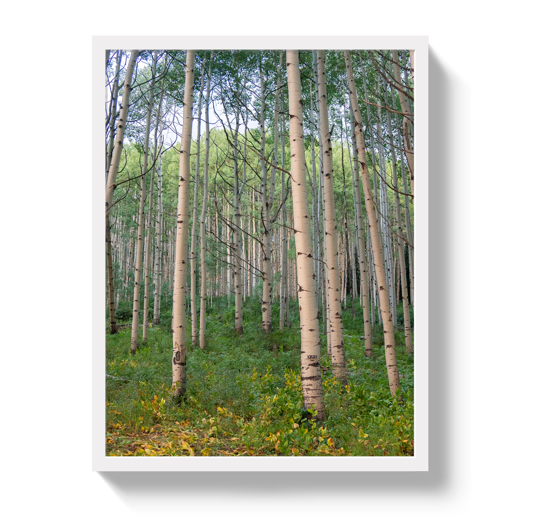 Aspen Grove