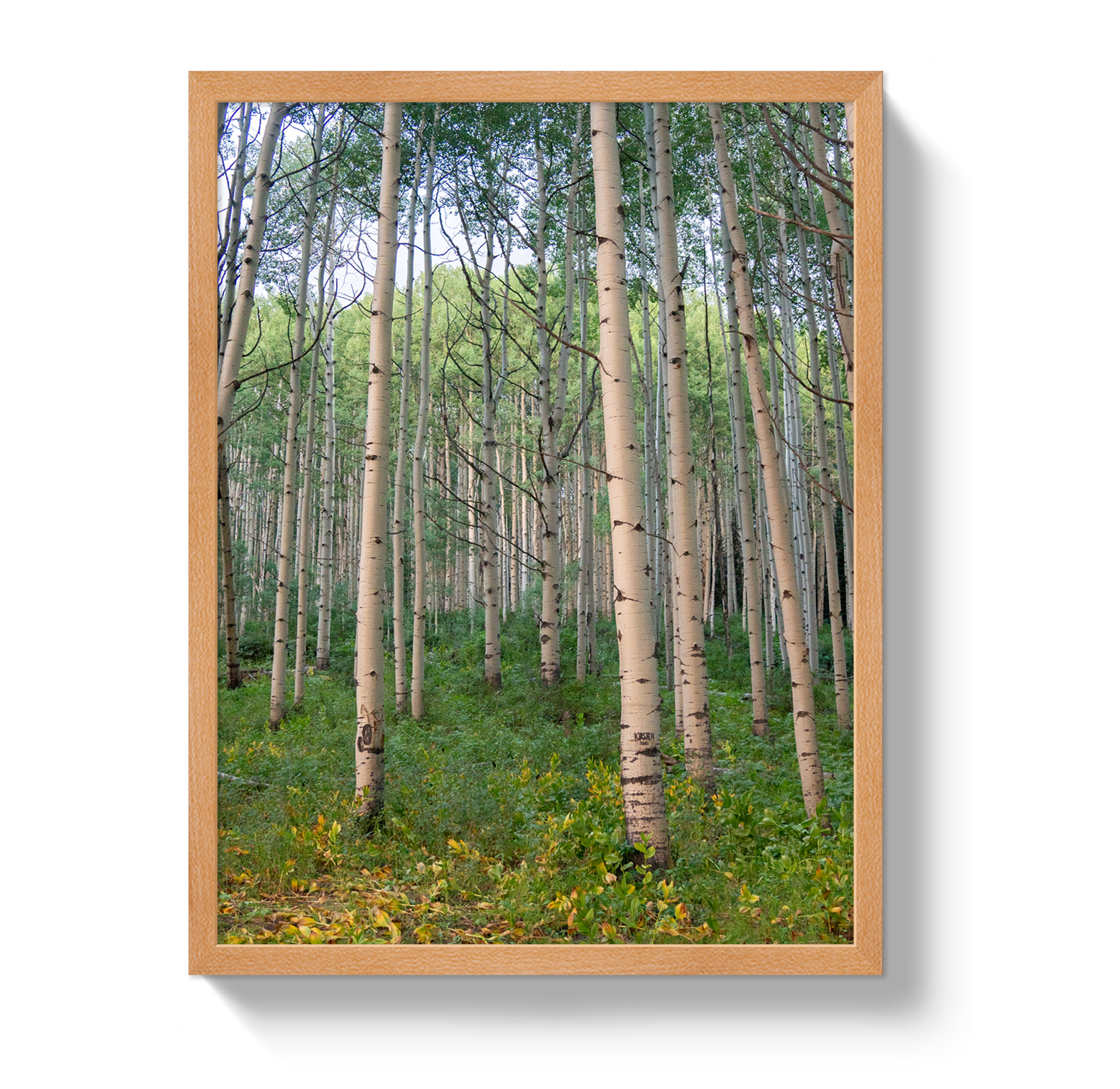 Aspen Grove