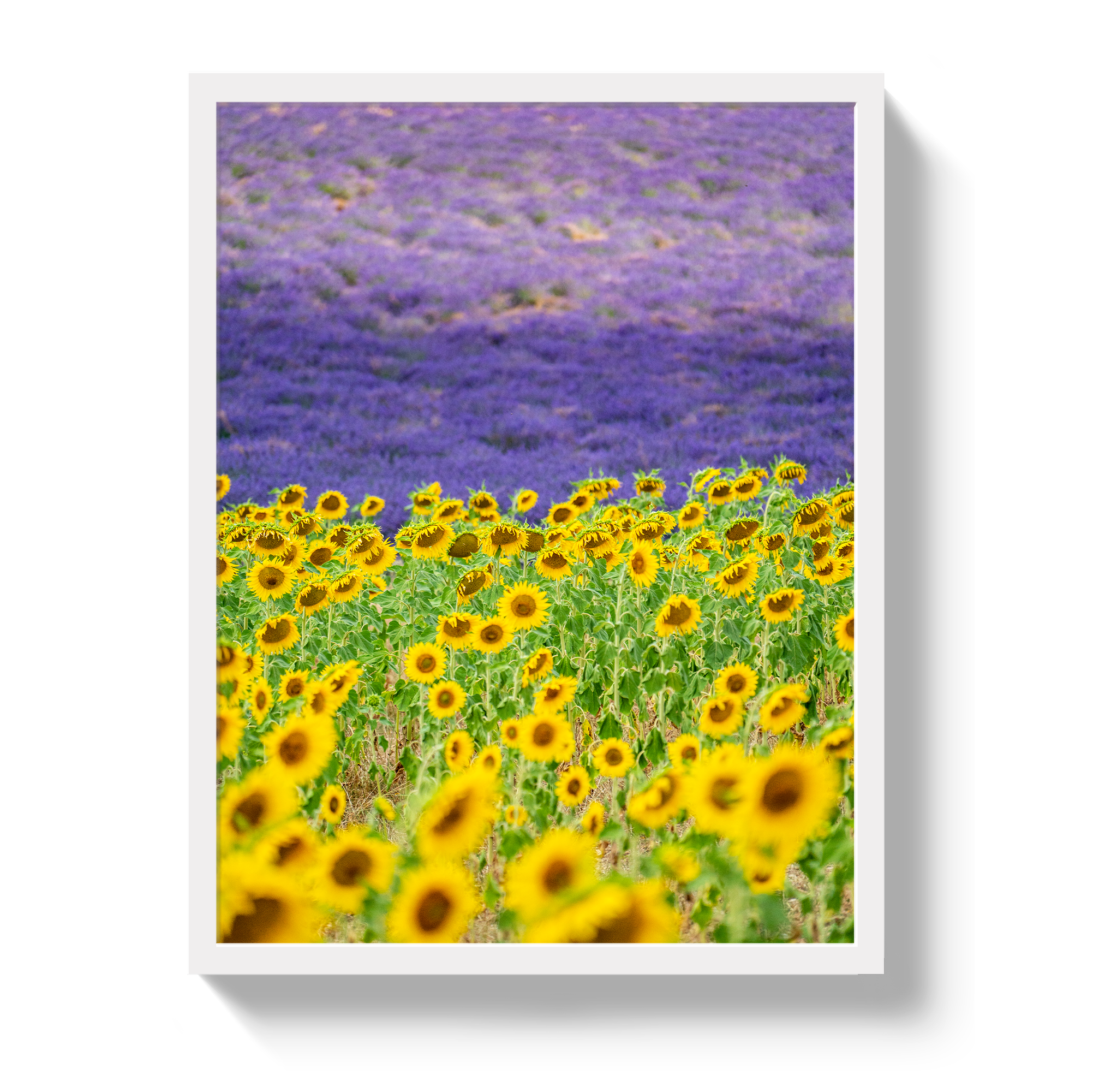 Sun and Lavender