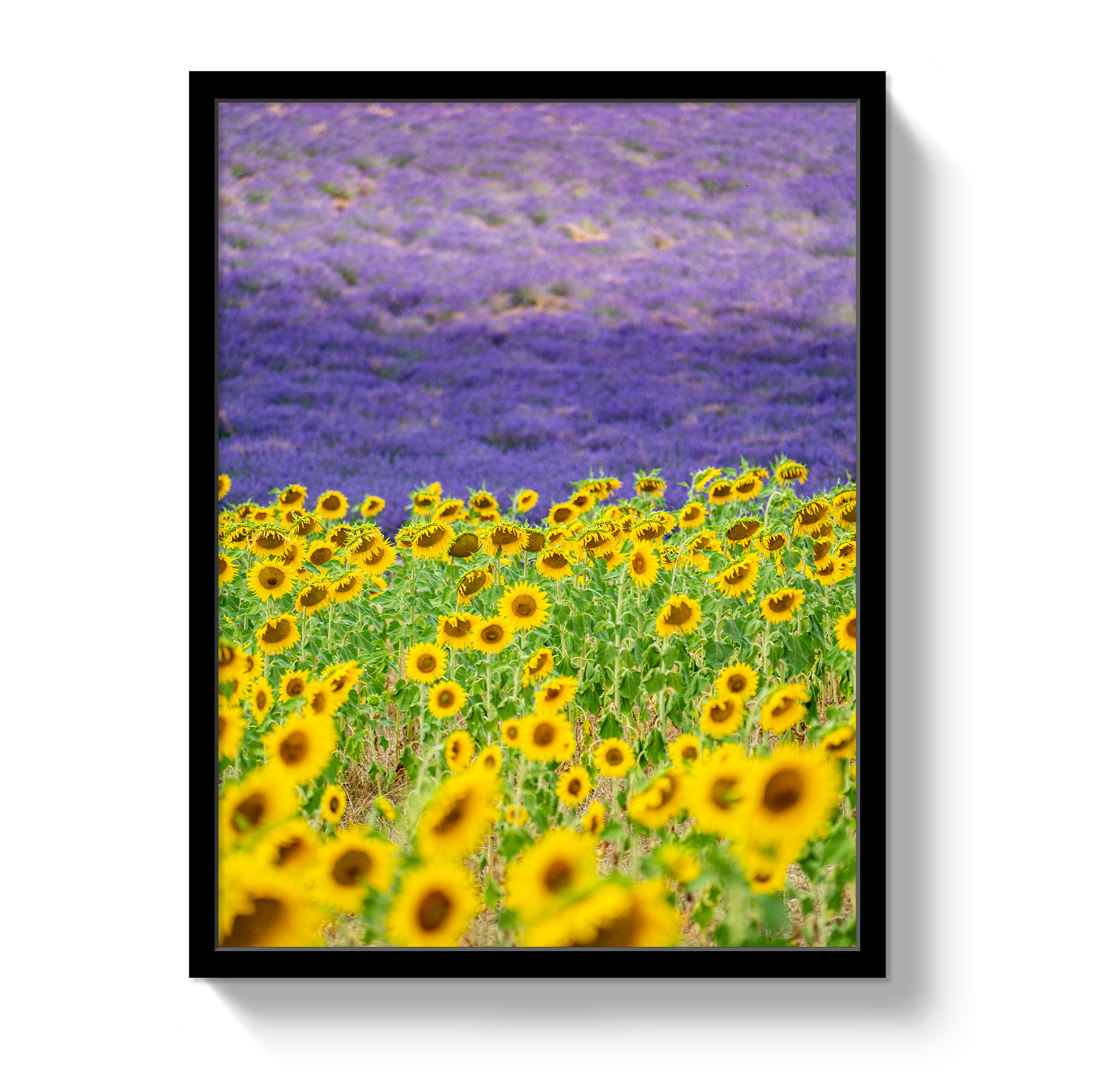 Sun and Lavender