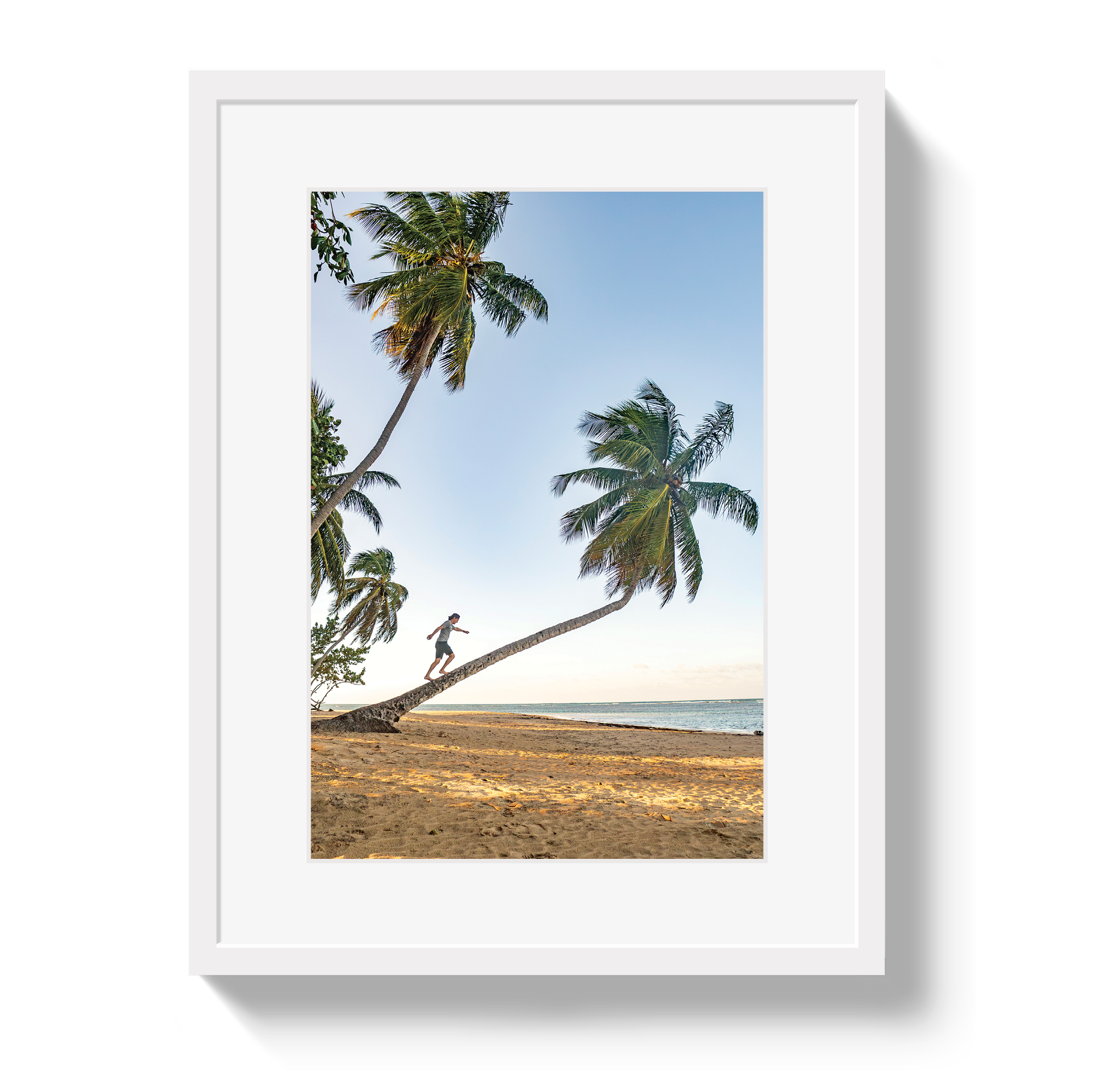 Palm Walk