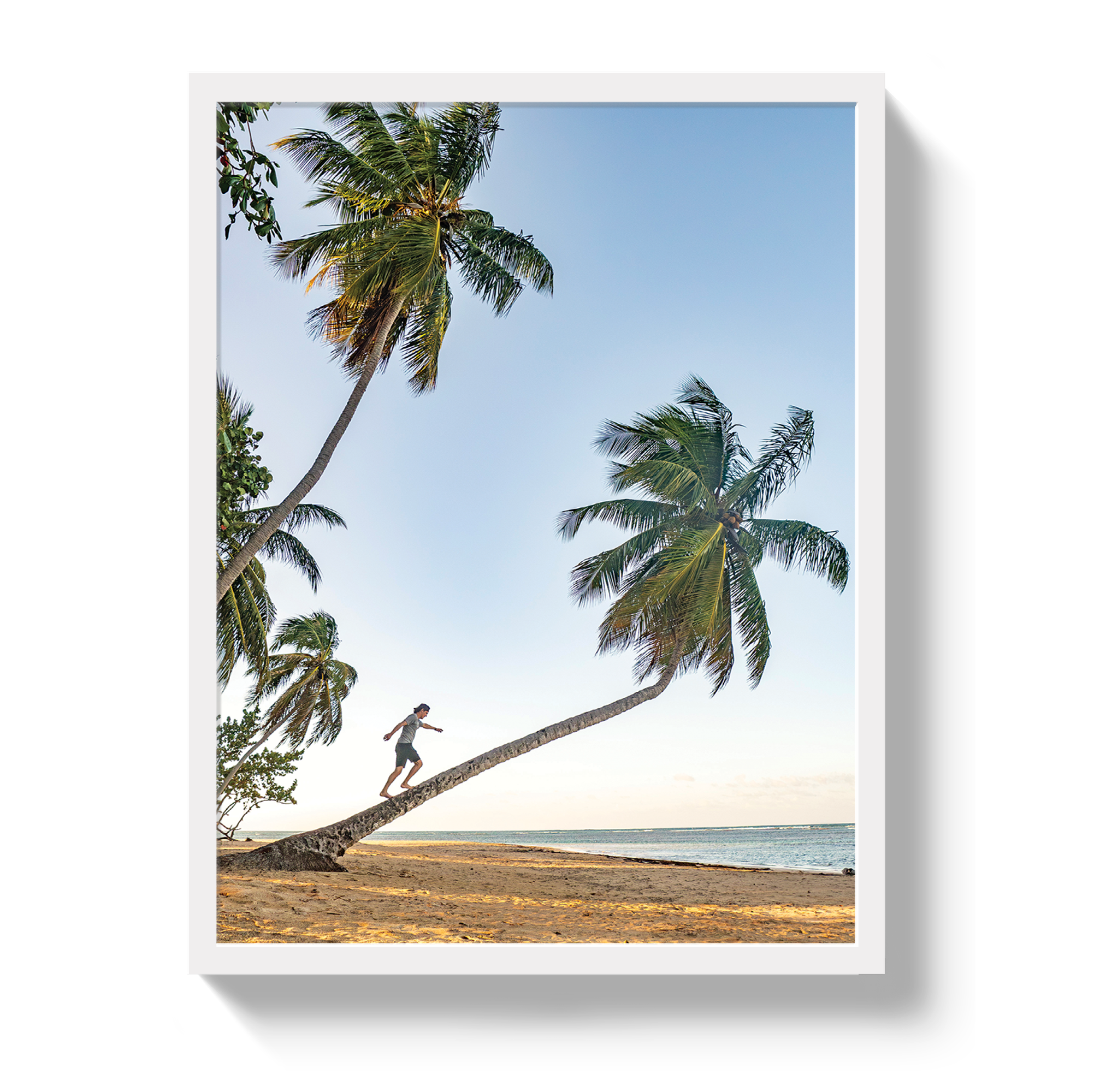 Palm Walk