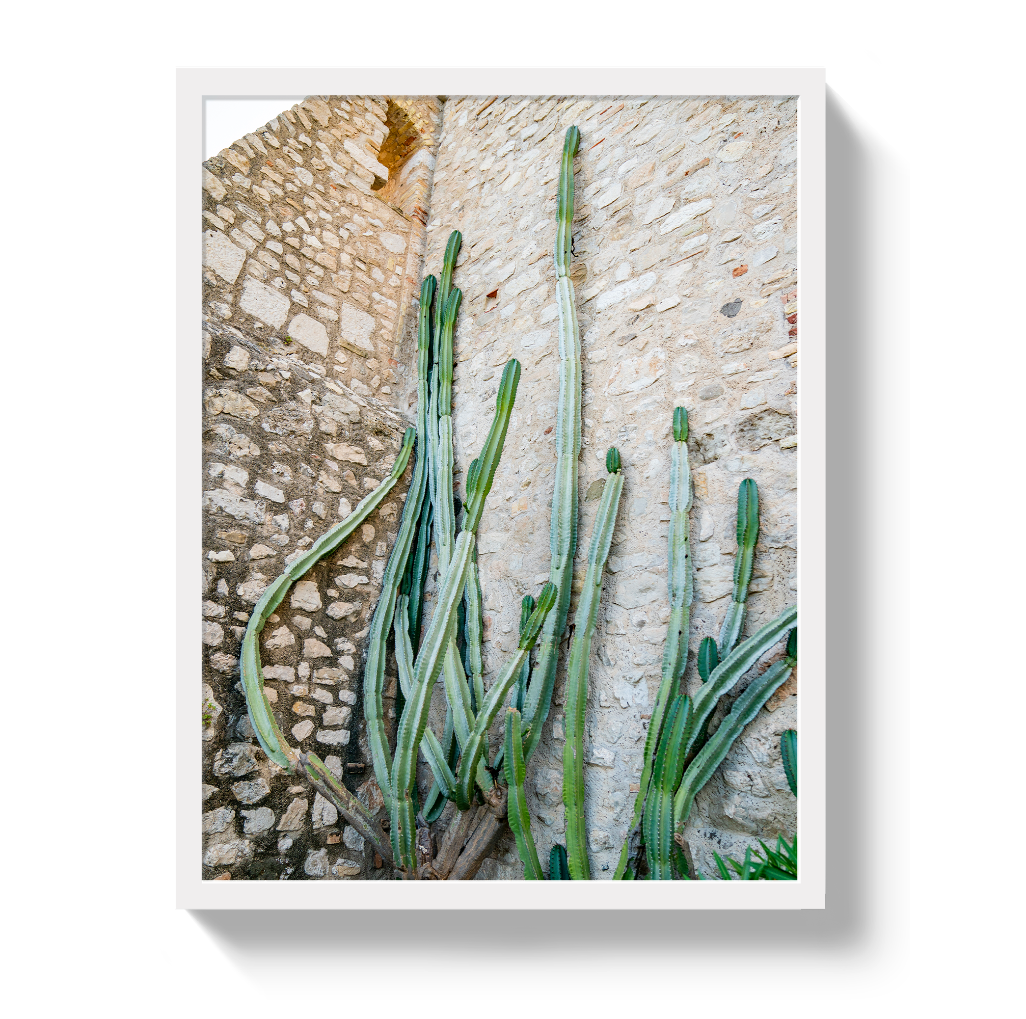 Cactus Capri