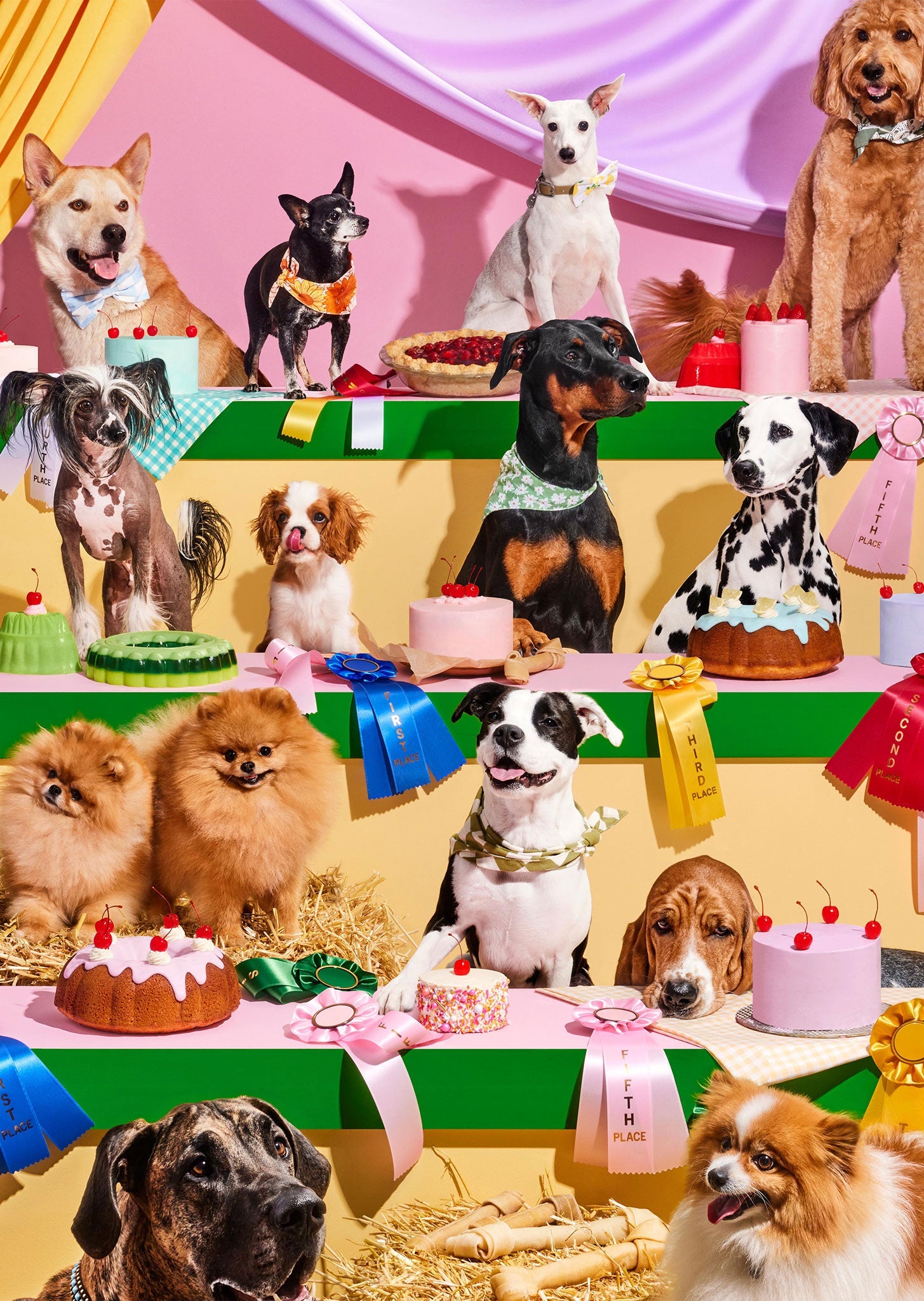 Top Dog Puzzle