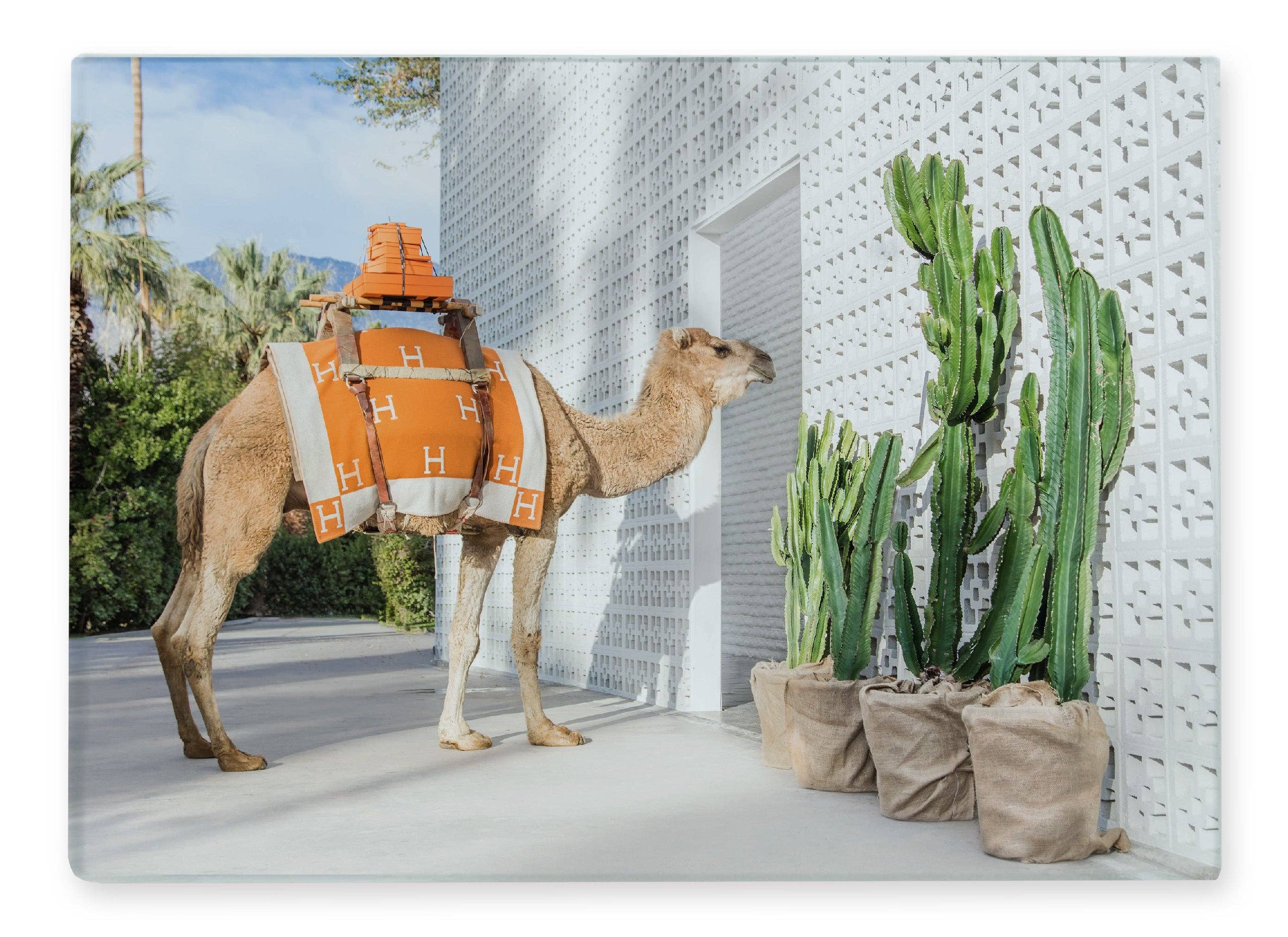 Camel with an orange saddle in a modern urban setting with cacti.