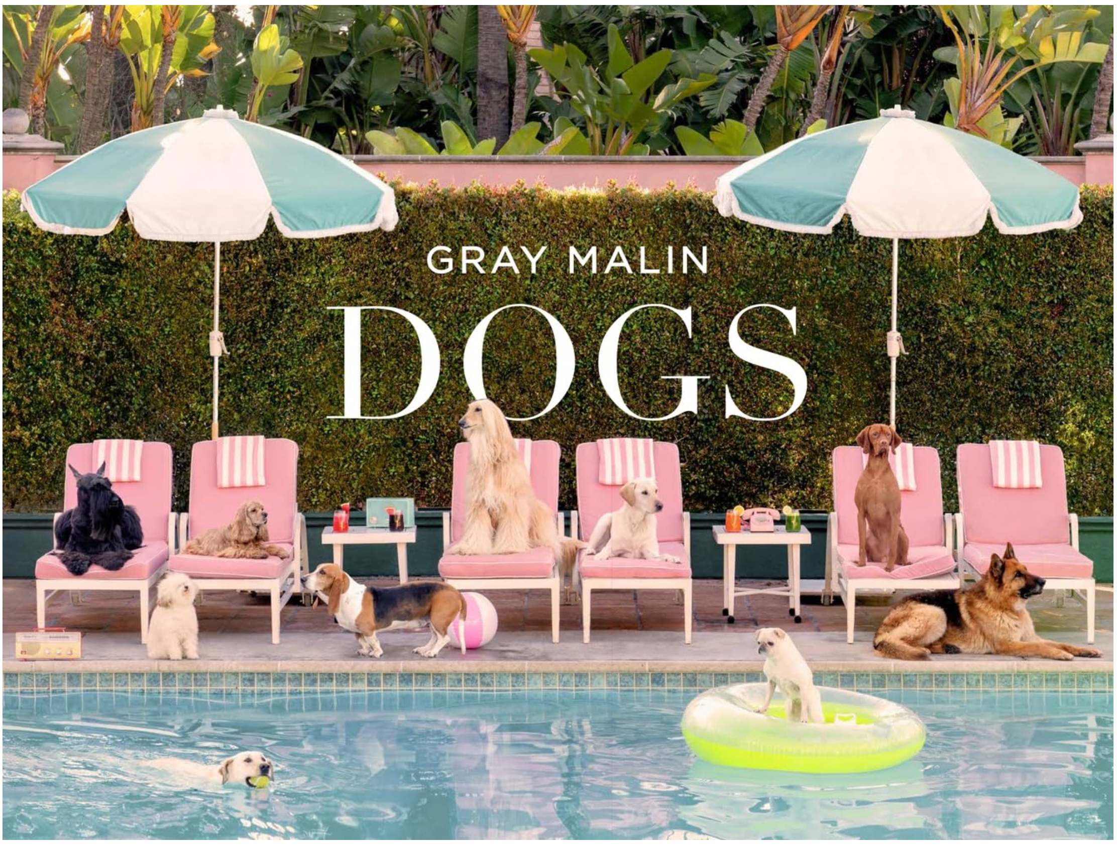 Gray Malin: Dogs