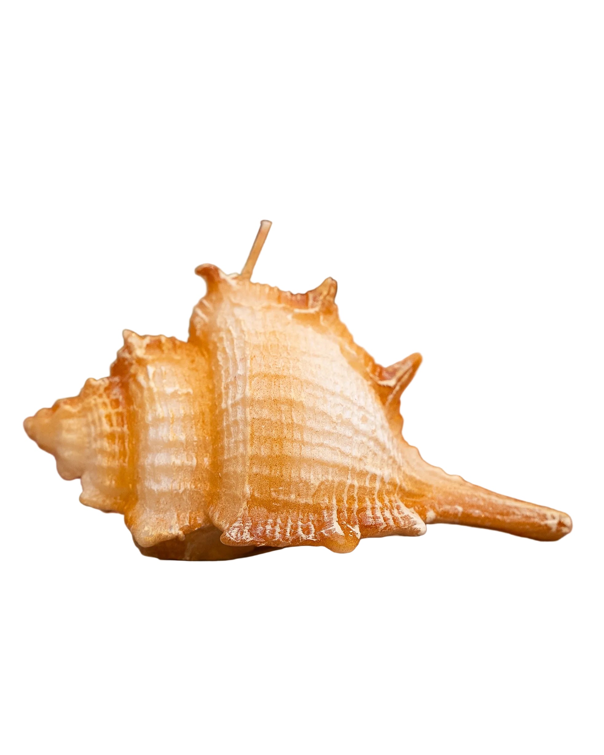 Medium Shell Candle