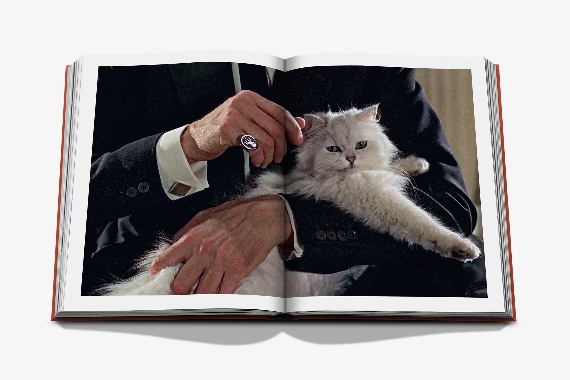 Chic Cats