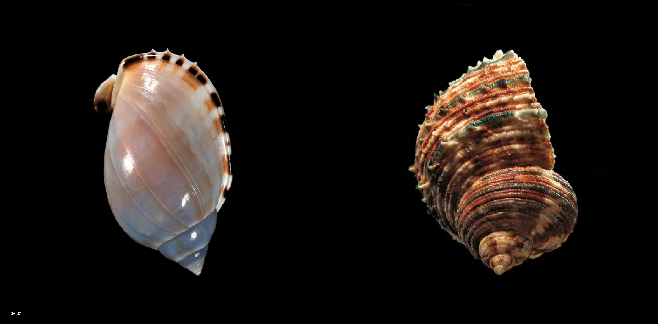 Shells