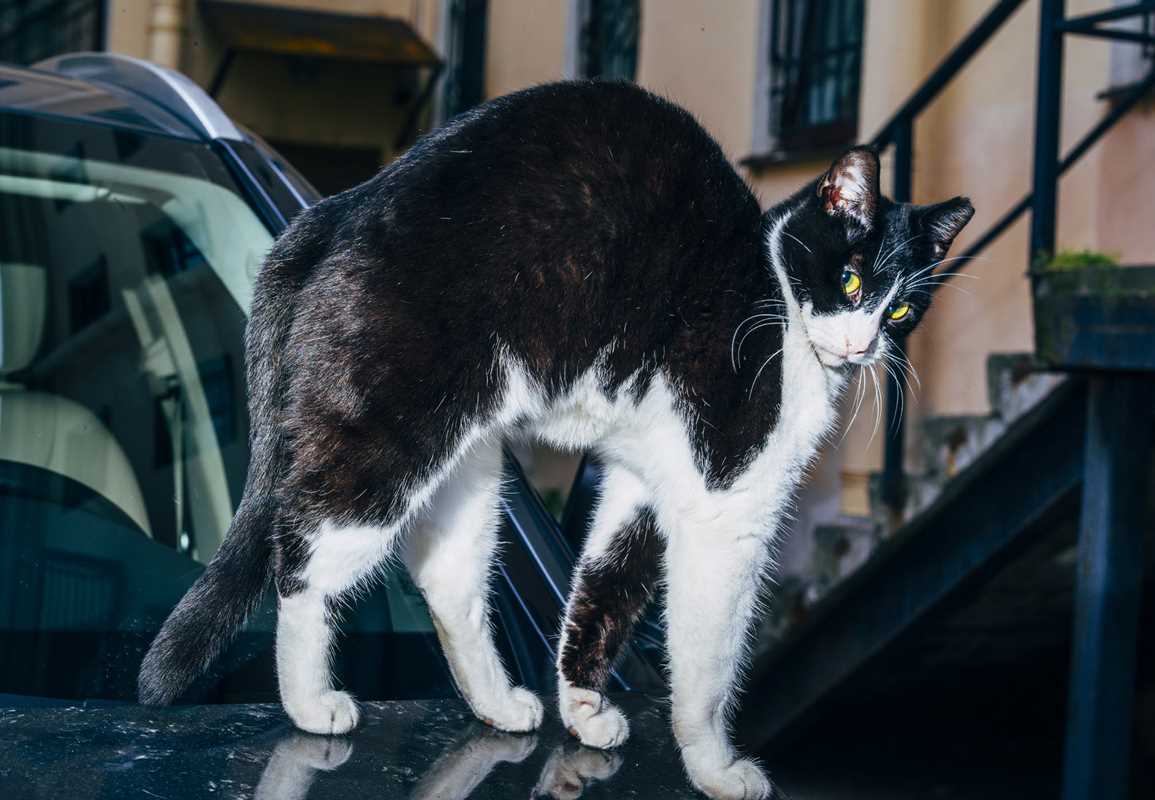 New Photography of the Cat