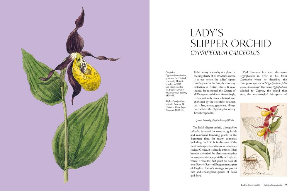 The Orchid: A Celebration of the World's Most Charismatic Flower