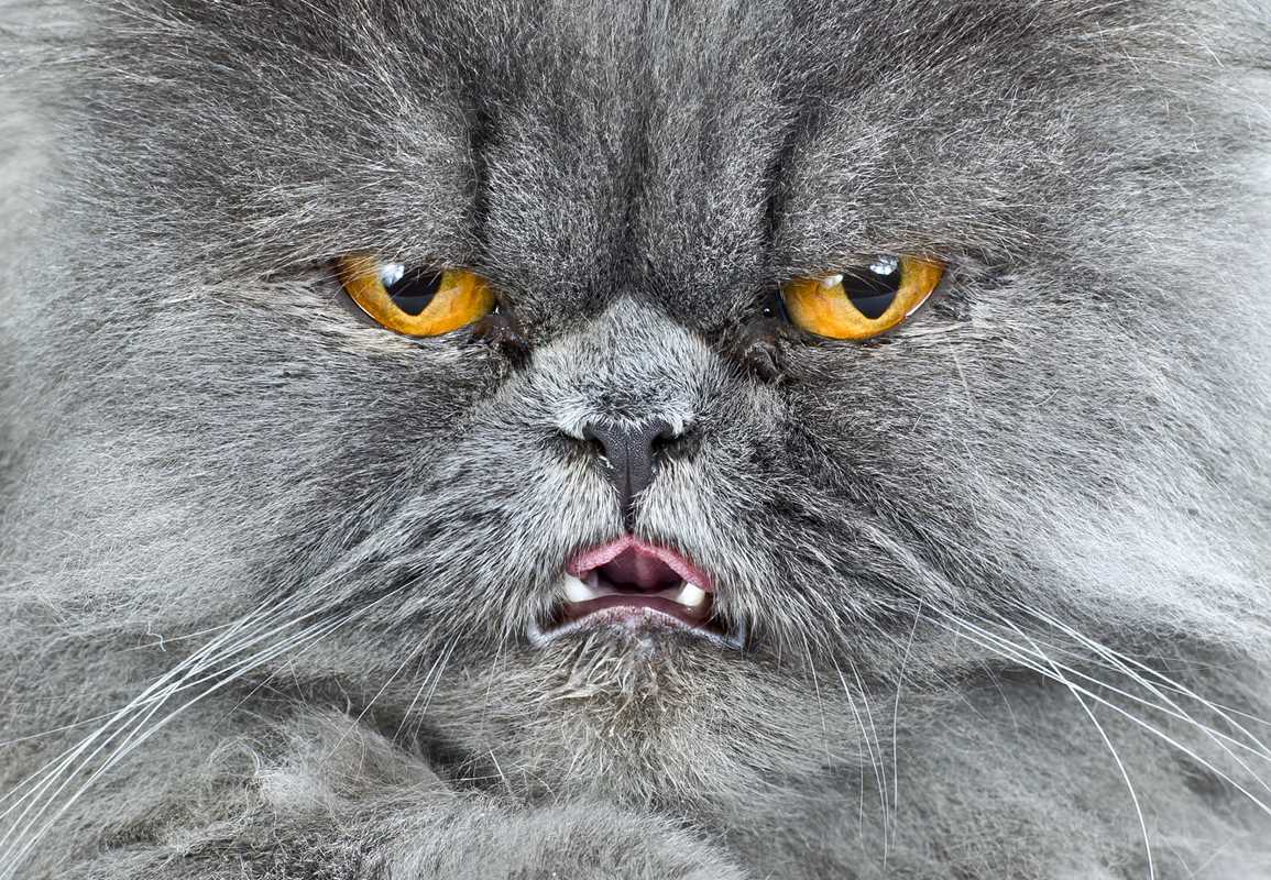 New Photography of the Cat