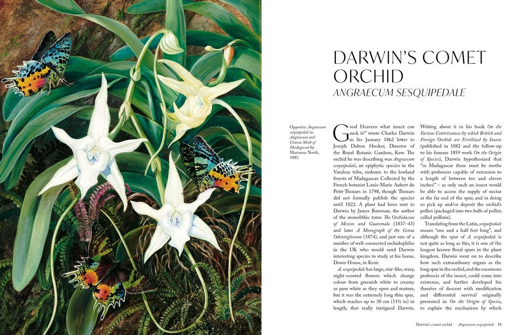 The Orchid: A Celebration of the World's Most Charismatic Flower