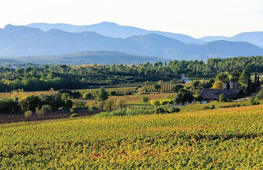 Adventures of Rose Wine in Provence