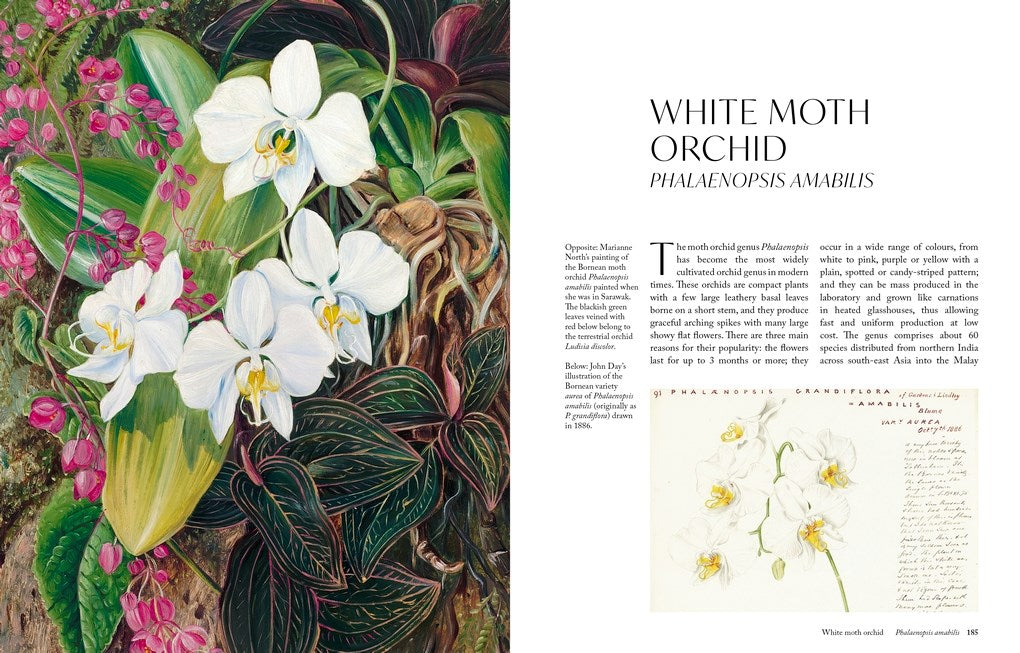 The Orchid: A Celebration of the World's Most Charismatic Flower