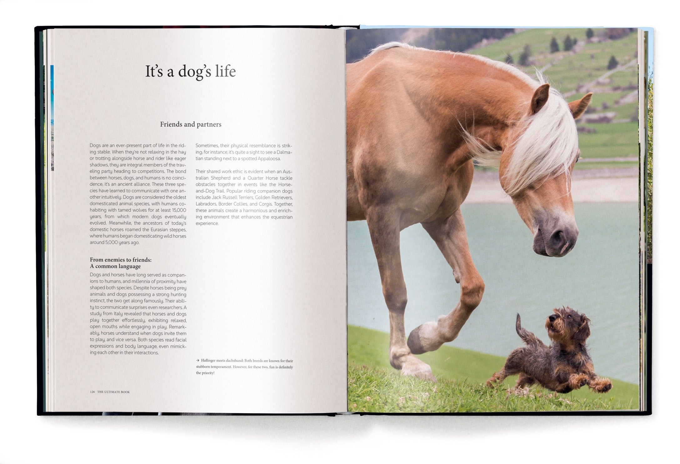 Equestrian - The Ultimate Book