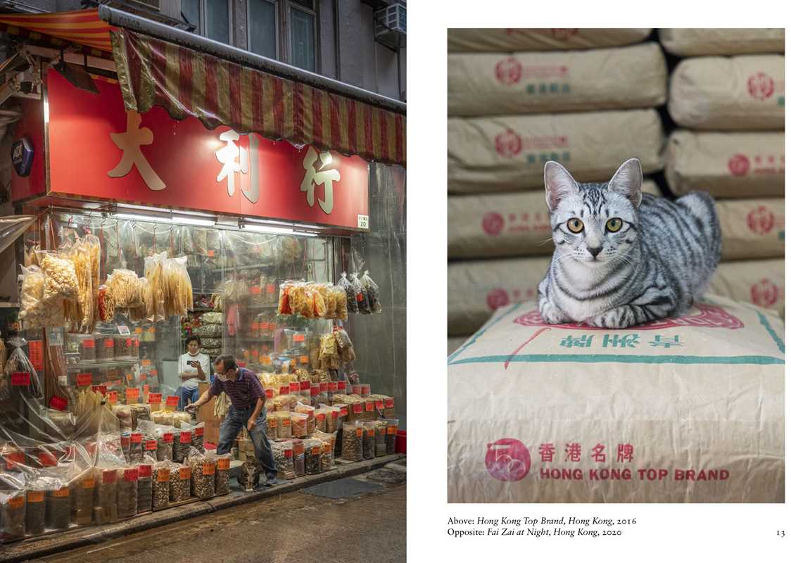 New Photography of the Cat