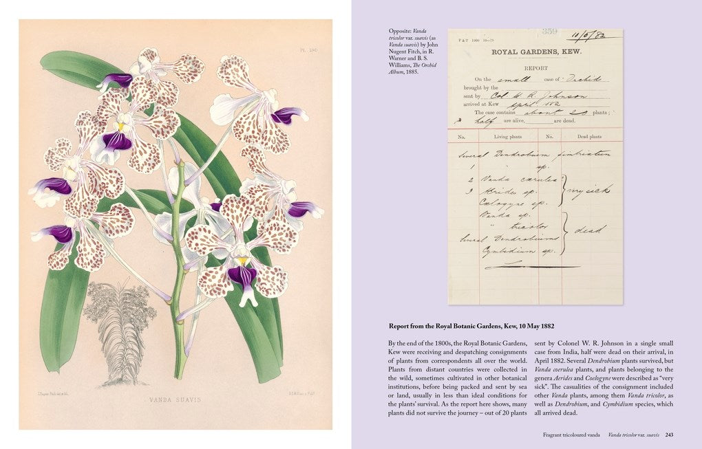 The Orchid: A Celebration of the World's Most Charismatic Flower