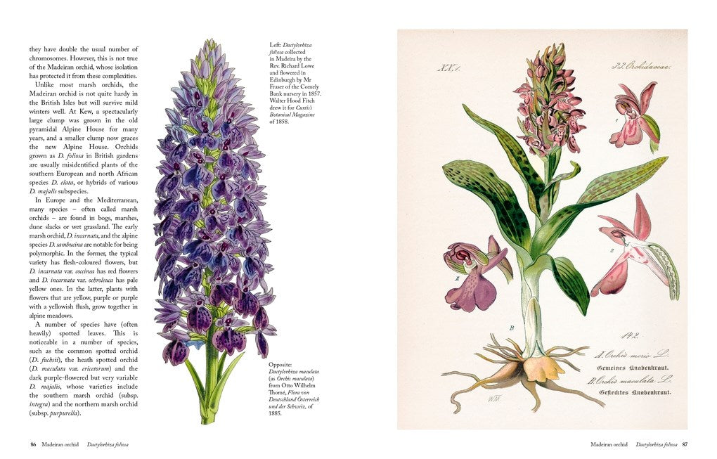 The Orchid: A Celebration of the World's Most Charismatic Flower